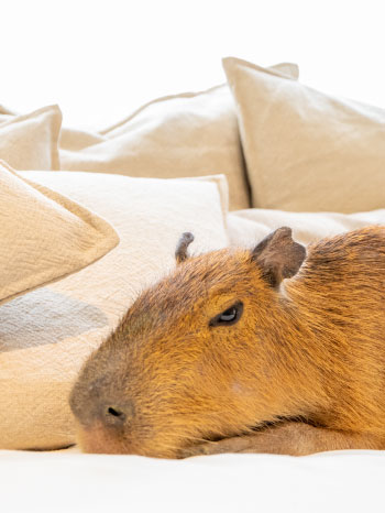 スタッフ カピねこカフェ吉祥寺 Capybara And Cat Cafe カピバラカフェ ネコカフェ