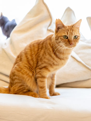 スタッフ カピねこカフェ吉祥寺 Capybara And Cat Cafe カピバラカフェ ネコカフェ