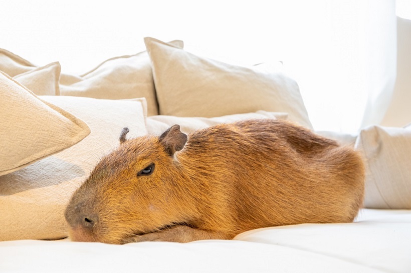 Capybara