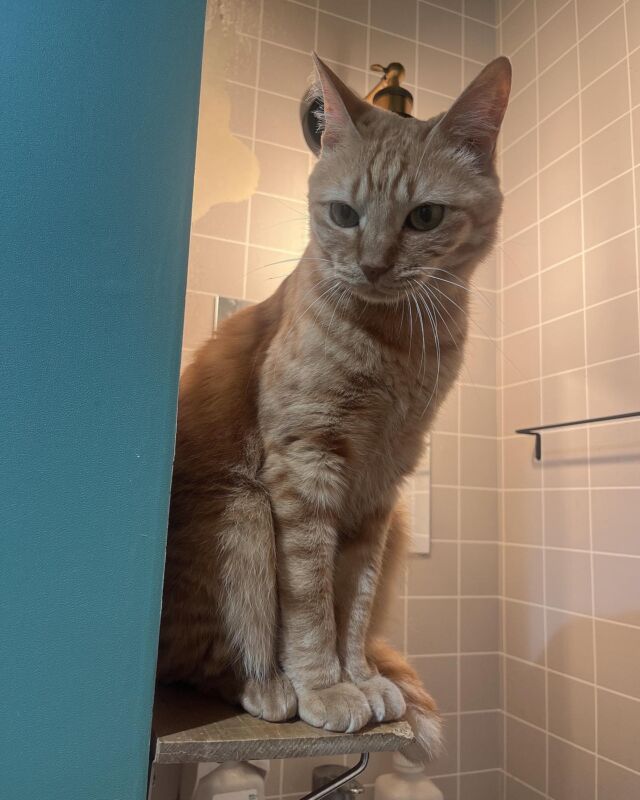 かまってほしそうなダンくん🥰
Pet me!
⁡
子猫の保護のご相談、引き続き受付しています🍼
⁡
#cat#tokyo#kitijoji#capybara
#animalcafe #catsofinstagram 
#catcafe#capibara #rescuedcat
#카피바라#水豚君 #水豚 #カピバラ
#カピねこカフェ#猫#ネコ#子猫#里親募集中#里親募集
#ねこすたぐらむ #猫カフェ #動物カフェ
#ねこ好きさんと繋がりたい
#カピバラ好きな人と繋がりたい 
#ふれあい動物園 #カピバラさん #カピバラカフェ
#保護猫  #吉祥寺#capybaracafe