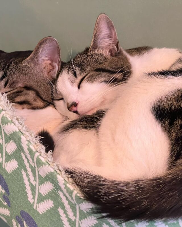 最近、ツナとロコはよく間違えられます🤣💝
それだけ大きくなったらツナくんです🐟
ロコが寝てたハンモックに抱きついて寝てます！  Although they are very similar, they are not brothers.  But we are very good friends  #cat#tokyo#kitijoji#capybara
#animalcafe #catsofinstagram 
#catcafe#capibara #rescuedcat
#카피바라#水豚君 #水豚 #カピバラ
#カピねこカフェ#猫#ネコ#子猫#里親募集中#里親募集
#ねこすたぐらむ #猫カフェ #動物カフェ
#ねこ好きさんと繋がりたい
#カピバラ好きな人と繋がりたい 
#ふれあい動物園 #カピバラさん #カピバラカフェ
#保護猫  #吉祥寺 #東京観光スポット