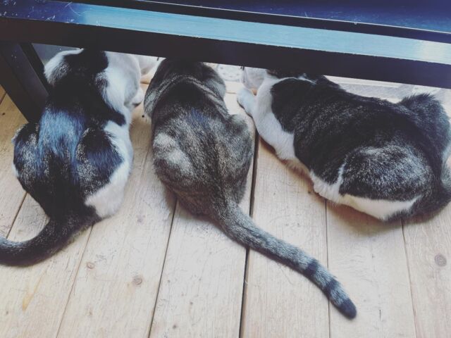 かわいいお尻が並んでました😆
左からつな、あなご、ロコです！
⁡
Cute butts were lined up 😆
From the left, Tsuna, Anago,and Loco!
⁡
子猫の保護のご相談、引き続き受付しています🍼
⁡
#cat#tokyo#kitijoji#capybara
#animalcafe #catsofinstagram 
#catcafe#capibara #rescuedcat
#카피바라#水豚君 #水豚 #カピバラ
#カピねこカフェ#猫#ネコ#子猫#里親募集中#里親募集
#ねこすたぐらむ #猫カフェ #動物カフェ
#ねこ好きさんと繋がりたい
#カピバラ好きな人と繋がりたい 
#ふれあい動物園 #カピバラさん #カピバラカフェ
#保護猫  #吉祥寺#capybaracafe