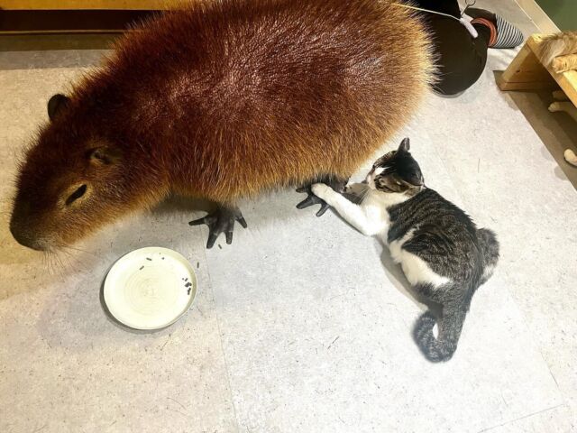 ロコに毛づくろいされて喜ぶきぃちゃん🥰
⁡
Kii-chan is happy to be groomed by Rocco🥰
⁡
⁡
⁡
#cat#tokyo#kitijoji#capybara
#animalcafe #catsofinstagram 
#catcafe#capibara #rescuedcat
#카피바라#水豚君 #水豚 #カピバラ
#カピねこカフェ#猫#ネコ#子猫#里親募集中#里親募集
#ねこすたぐらむ #猫カフェ #動物カフェ
#ねこ好きさんと繋がりたい
#カピバラ好きな人と繋がりたい 
#ふれあい動物園 #カピバラさん #カピバラカフェ
#保護猫  #吉祥寺#capybaracafe
