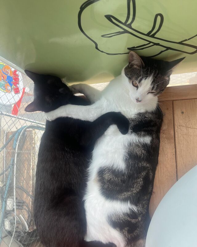 てつろうとつな、仲良くお昼寝です🥰
⁡
Tetsuro-kun and Tsukun-kun were taking a nap together
⁡
⁡
#cat#tokyo#kitijoji#capybara
#animalcafe #catsofinstagram 
#catcafe#capibara #rescuedcat
#카피바라#水豚君 #水豚 #カピバラ
#カピねこカフェ#猫#ネコ#子猫#里親募集中#里親募集
#ねこすたぐらむ #猫カフェ #動物カフェ
#ねこ好きさんと繋がりたい
#カピバラ好きな人と繋がりたい 
#ふれあい動物園 #カピバラさん #カピバラカフェ
#保護猫  #吉祥寺#capybaracafe