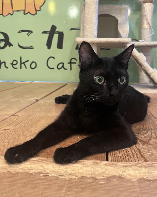 びっくり顔のてつろう😳
⁡
Tetsuro-kun was surprised by something😳
⁡
⁡
#cat#tokyo#kitijoji#capybara
#animalcafe #catsofinstagram 
#catcafe#capibara #rescuedcat
#카피바라#水豚君 #水豚 #カピバラ
#カピねこカフェ#猫#ネコ#子猫#里親募集中#里親募集
#ねこすたぐらむ #猫カフェ #動物カフェ
#ねこ好きさんと繋がりたい
#カピバラ好きな人と繋がりたい 
#ふれあい動物園 #カピバラさん #カピバラカフェ
#保護猫  #吉祥寺#capybaracafe