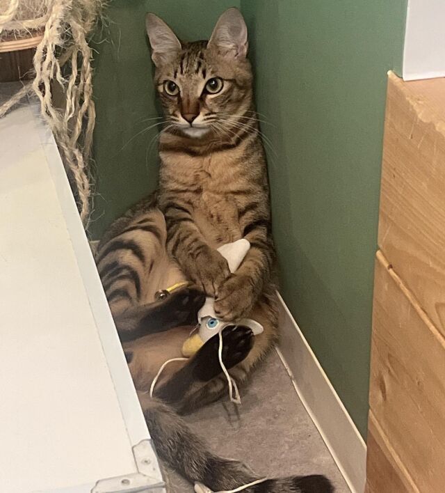 あなごくん、お気に入りのおもちゃを独り占め😙
⁡
Anago-kun monopolizes his favorite toy😙
⁡
#cat#tokyo#kitijoji#capybara
#animalcafe #catsofinstagram 
#catcafe#capibara #rescuedcat
#카피바라#水豚君 #水豚 #カピバラ
#カピねこカフェ#猫#ネコ#子猫#里親募集中#里親募集
#ねこすたぐらむ #猫カフェ #動物カフェ
#ねこ好きさんと繋がりたい
#カピバラ好きな人と繋がりたい 
#ふれあい動物園 #カピバラさん #カピバラカフェ
#保護猫  #吉祥寺#capybaracafe