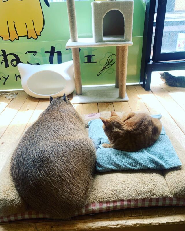 ⭐️きーちゃんとダンくん⭐️ 
仲良く一緒のベッドでお休み中😘🩷　
　  ⭐️Ki-chan and Dan-kun⭐️
Sleeping in bed with friends 😘 🩷  #cat#tokyo#kitijoji#capybara
#animalcafe #catsofinstagram 
#catcafe#capibara #rescuedcat
#카피바라#水豚君 #水豚 #カピバラ
#カピねこカフェ#猫#ネコ#子猫#里親募集中#里親募集
#ねこすたぐらむ #猫カフェ #動物カフェ
#ねこ好きさんと繋がりたい
#カピバラ好きな人と繋がりたい 
#ふれあい動物園 #カピバラさん #カピバラカフェ
#保護猫  #吉祥寺 #東京観光スポット