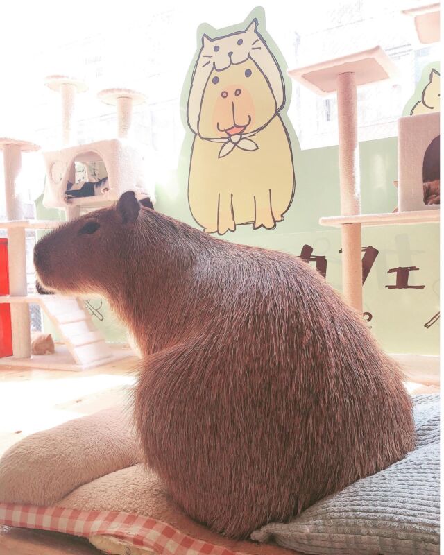 後光が指してるきくらげ様…✨（逆光）  Halo shines…✨  #cat#tokyo#kitijoji#capybara
#animalcafe #catsofinstagram 
#catcafe#capibara #rescuedcat
#카피바라#水豚君 #水豚 #カピバラ
#カピねこカフェ#猫#ネコ#子猫#里親募集中#里親募集
#ねこすたぐらむ #猫カフェ #動物カフェ
#ねこ好きさんと繋がりたい
#カピバラ好きな人と繋がりたい 
#ふれあい動物園 #カピバラさん #カピバラカフェ
#保護猫  #吉祥寺 #東京観光スポット