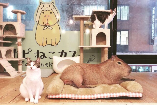 きいちゃんとツナくん。
仲良くおすわり❤️  Kii-chan and Tsuna-kun❤️  #cat#tokyo#kitijoji#capybara
#animalcafe #catsofinstagram 
#catcafe#capibara #rescuedcat
#카피바라#水豚君 #水豚 #カピバラ
#カピねこカフェ#猫#ネコ#子猫#里親募集中#里親募集
#ねこすたぐらむ #猫カフェ #動物カフェ
#ねこ好きさんと繋がりたい
#カピバラ好きな人と繋がりたい 
#ふれあい動物園 #カピバラさん #カピバラカフェ
#保護猫  #吉祥寺 #東京観光スポット