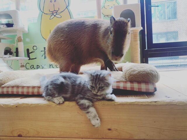 きーちゃん🌸新人チップちゃん　  Ki-chan 🌸 Newcomer Chip-chan  #cat#tokyo#kitijoji#capybara
#animalcafe #catsofinstagram 
#catcafe#capibara #rescuedcat
#카피바라#水豚君 #水豚 #カピバラ
#カピねこカフェ#猫#ネコ#子猫#里親募集中#里親募集
#ねこすたぐらむ #猫カフェ #動物カフェ
#ねこ好きさんと繋がりたい
#カピバラ好きな人と繋がりたい 
#ふれあい動物園 #カピバラさん #カピバラカフェ
#保護猫  #吉祥寺 #東京観光スポット
