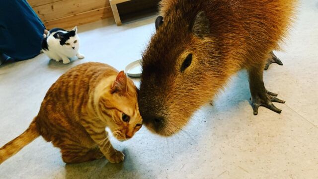 きーちゃん🌸だんくん　
マリモちゃんも2人の仲に入りたいのかな…？😊❤️ 
　  Ki-chan 🌸 Dan-kun
I wonder if Marimo wants to get along with them too...? 😊❤️  #cat#tokyo#kitijoji#capybara
#animalcafe #catsofinstagram 
#catcafe#capibara #rescuedcat
#카피바라#水豚君 #水豚 #カピバラ
#カピねこカフェ#猫#ネコ#子猫#里親募集中#里親募集
#ねこすたぐらむ #猫カフェ #動物カフェ
#ねこ好きさんと繋がりたい
#カピバラ好きな人と繋がりたい 
#ふれあい動物園 #カピバラさん #カピバラカフェ
#保護猫  #吉祥寺 #東京観光スポット