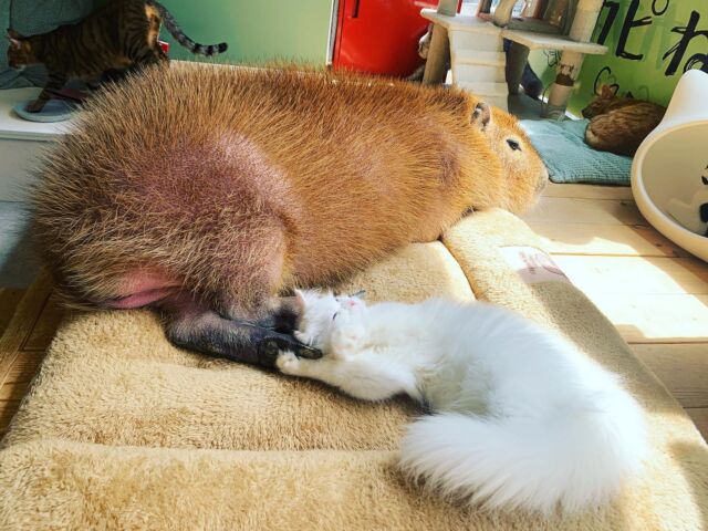 きーちゃん🌸新人ミルク　
ミルクは、きーちゃんと一緒に寝るのが好きなのかな😊💕　  Ki-chan 🌸 Fresh face milk
I wonder if Milk likes to sleep with Ki-chan😊💕　  #cat#tokyo#kitijoji#capybara
#animalcafe #catsofinstagram 
#catcafe#capibara #rescuedcat
#카피바라#水豚君 #水豚 #カピバラ
#カピねこカフェ#猫#ネコ#子猫#里親募集中#里親募集
#ねこすたぐらむ #猫カフェ #動物カフェ
#ねこ好きさんと繋がりたい
#カピバラ好きな人と繋がりたい 
#ふれあい動物園 #カピバラさん #カピバラカフェ
#保護猫  #吉祥寺 #東京観光スポット