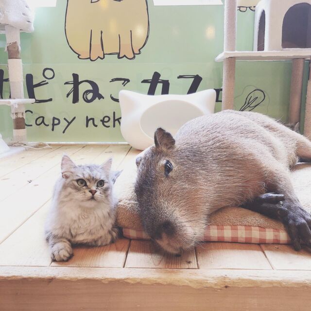 きいちゃんと新人・トルテくん❤️
もう仲良しだね❤️  Kii-chan and the newcomer Torte-kun. They're already good friends❤️  #cat#tokyo#kitijoji#capybara
#animalcafe #catsofinstagram 
#catcafe#capibara #rescuedcat
#카피바라#水豚君 #水豚 #カピバラ
#カピねこカフェ#猫#ネコ#子猫#里親募集中#里親募集
#ねこすたぐらむ #猫カフェ #動物カフェ
#ねこ好きさんと繋がりたい
#カピバラ好きな人と繋がりたい 
#ふれあい動物園 #カピバラさん #カピバラカフェ
#保護猫  #吉祥寺 #東京観光スポット