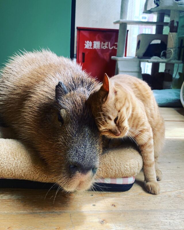 きーちゃん🌸ダンくん　
❤️いつも仲良し❤️  Ki-chan🌸Dan-kun
❤️Always good friends❤️  #cat#tokyo#kitijoji#capybara
#animalcafe #catsofinstagram 
#catcafe#capibara #rescuedcat
#카피바라#水豚君 #水豚 #カピバラ
#カピねこカフェ#猫#ネコ#子猫#里親募集中#里親募集
#ねこすたぐらむ #猫カフェ #動物カフェ
#ねこ好きさんと繋がりたい
#カピバラ好きな人と繋がりたい 
#ふれあい動物園 #カピバラさん #カピバラカフェ
#保護猫  #吉祥寺 #東京観光スポット