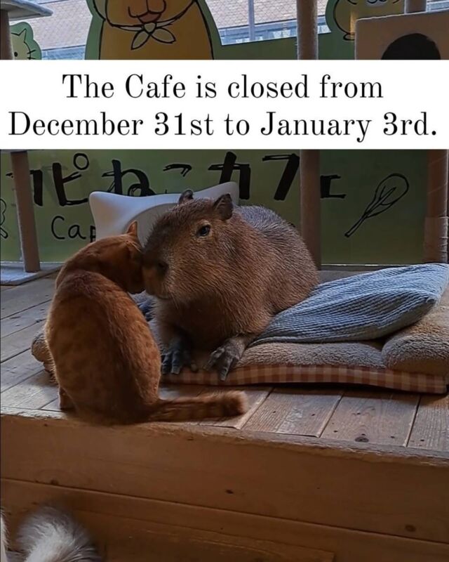The cafe is closed from December 31st to January 3rd.  年末年始のお休みは12月31日から1月3日までとなっております。  #cat#tokyo#kitijoji#capybara
#animalcafe #catsofinstagram 
#catcafe#capibara #rescuedcat
#카피바라#水豚君 #水豚 #カピバラ
#カピねこカフェ#猫#ネコ#子猫#里親募集中#里親募集
#ねこすたぐらむ #猫カフェ #動物カフェ
#ねこ好きさんと繋がりたい
#カピバラ好きな人と繋がりたい 
#ふれあい動物園 #カピバラさん #カピバラカフェ
#保護猫  #吉祥寺 #東京観光スポット