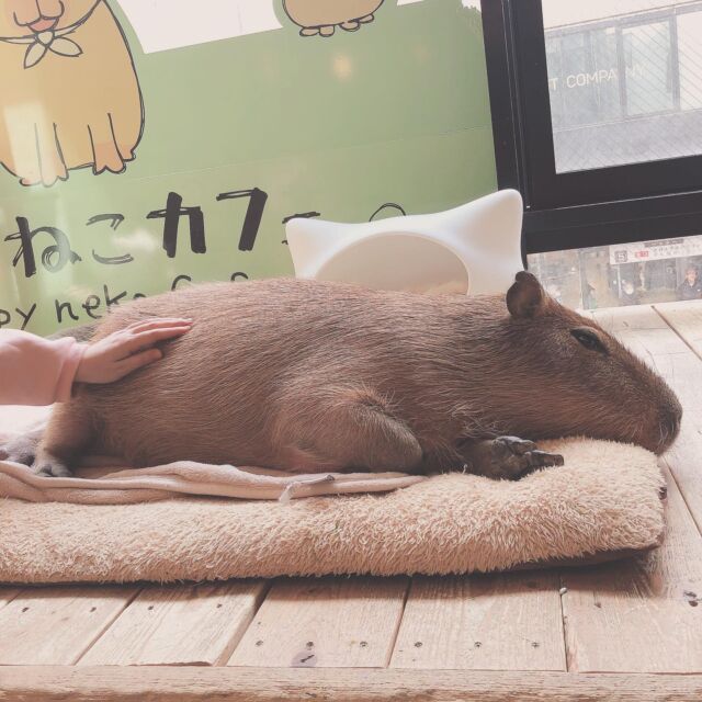 Ki-chan is happy to be massaged by a customer😉
お客様にマッサージされて嬉しいきーちゃん😉  ⚠️要予約
・ホームページで予約をお願いします。
HPはプロフィールのリンクから開けます。  ⚠️Reservation require
・Booking through the website is the surest.
The link is in my profile.  #cat#tokyo#kitijoji#capybara
#animalcafe #catsofinstagram 
#catcafe#capibara #rescuedcat
#카피바라#水豚君 #水豚 #カピバラ
#カピねこカフェ#猫#ネコ#子猫#里親募集中#里親募集
#ねこすたぐらむ #猫カフェ #動物カフェ
#ねこ好きさんと繋がりたい
#カピバラ好きな人と繋がりたい 
#ふれあい動物園 #カピバラさん #カピバラカフェ
#保護猫  #吉祥寺 #東京観光スポット