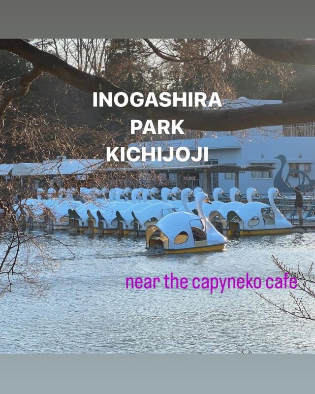 The swan boats are famous♪
INOGASHIRA PARK in KICHIJOJI♪  ⚠️Reservation require ♪capyneko cafe♪
・Booking through the website is the surest.
The link is in my profile.  #cat#tokyo#kitijoji#capybara
#animalcafe #catsofinstagram 
#catcafe#capibara #rescuedcat
#카피바라#水豚君 #水豚 #カピバラ
#カピねこカフェ#猫#ネコ#子猫#里親募集中
#ねこすたぐらむ #猫カフェ #動物カフェ
#ねこ好きさんと繋がりたい
#カピバラ好きな人と繋がりたい  #カピバラカフェ#保護猫  #吉祥寺 #東京観光スポット #サイベリアン #siberian