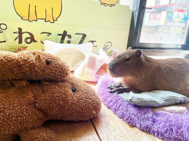 きいちゃんどーこだ！🔍👀  ⚠️要予約
・ホームページで予約をお願いします。
HPはプロフィールのリンクから開けます。  ⚠️Reservation require
・Booking through the website is the surest.
The link is in my profile.  #cat#tokyo#kitijoji#capybara
#animalcafe #catsofinstagram 
#catcafe#capibara #rescuedcat
#카피바라#水豚君 #水豚 #カピバラ
#カピねこカフェ#猫#ネコ#子猫#里親募集中
#ねこすたぐらむ #猫カフェ #動物カフェ
#ねこ好きさんと繋がりたい
#カピバラ好きな人と繋がりたい  #カピバラカフェ#保護猫  #吉祥寺 #東京観光スポット #サイベリアン #siberian
