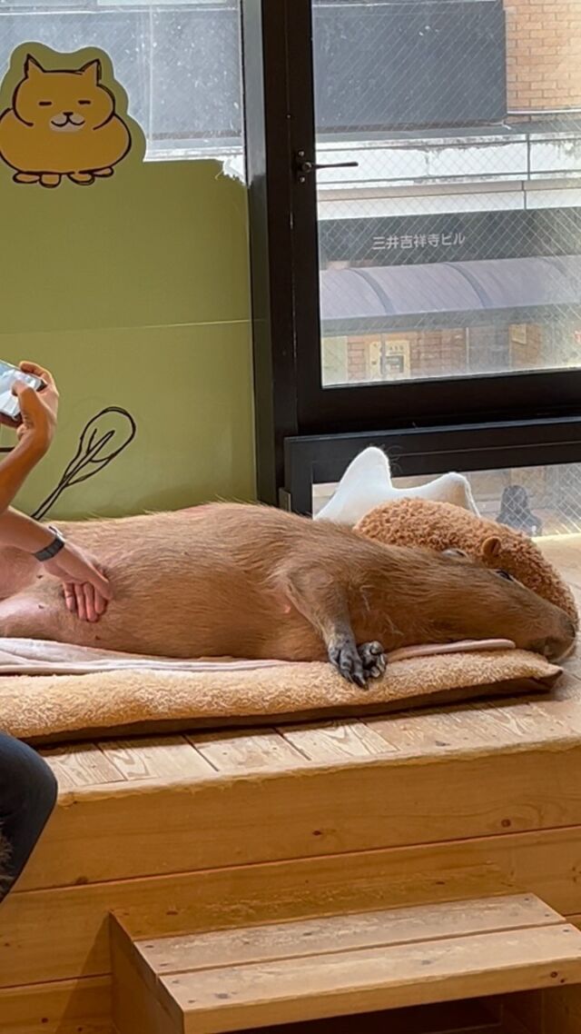She always wants me to stroke her tummy. 💕  きいちゃんはお腹を撫でられるのが好きです💕  ⚠️要予約
・ホームページで予約をお願いします。
HPはプロフィールのリンクから開けます。  ⚠️Reservation require
・Booking through the website is the surest.
The link is in my profile.  #capynekocafe
#cat#tokyo#kitijoji#capybara
#catsofinstagram  #catcafe #rescuedcat #siberian
#카피바라#水豚君 #水豚 #カピバラ
#カピねこカフェ#猫#ネコ#子猫#里親募集中
#猫カフェ #動物カフェ
#ねこ好きさんと繋がりたい
#カピバラ好きな人と繋がりたい  #カピバラカフェ#保護猫  #吉祥寺 #東京観光スポット #サイベリアン