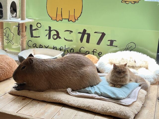 Team oranges 🍊 🧡  ⚠️要予約
・ホームページからご予約をお願いします。
HPはプロフィールのリンクから開けます。
⚠️Reservation require
・Booking through the website is the surest.
・The link is in my profile.  #cat#tokyo#kitijoji#capybara
#animalcafe #catcafe#capibara #rescuedcat
#카피바라#水豚 #カピバラ
#カピねこカフェ#猫#ネコ#子猫#里親募集中#里親募集
#ねこすたぐらむ #猫カフェ #動物カフェ
#ねこ好きさんと繋がりたい
#カピバラ好きな人と繋がりたい 
#ふれあい動物園 #カピバラさん #カピバラカフェ
#保護猫  #吉祥寺 #東京観光スポット #サイベリアン #siberian